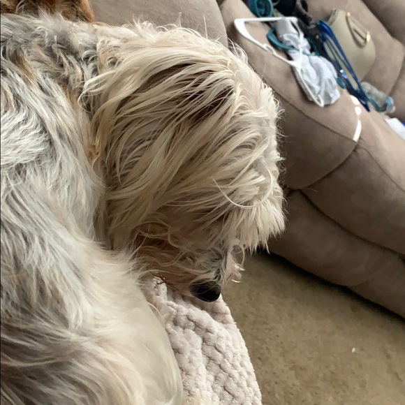 Meet your Posher, Carlos - Picture 1 of 1